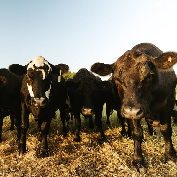 Black Angus Cow Share