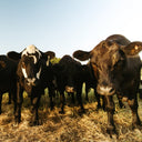 Black Angus Cow Share